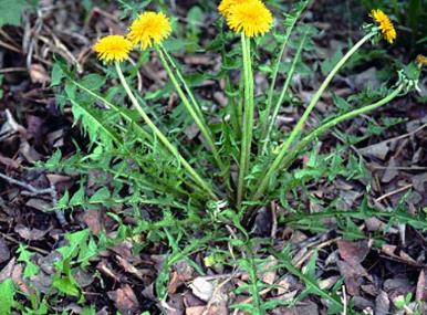 Dandelion