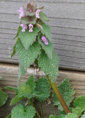 Dead-nettle