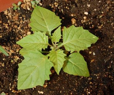 Eastern Black Nightshade