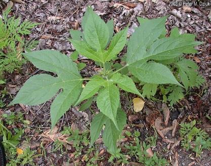 Giant Ragweed