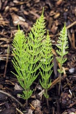 Horsetail