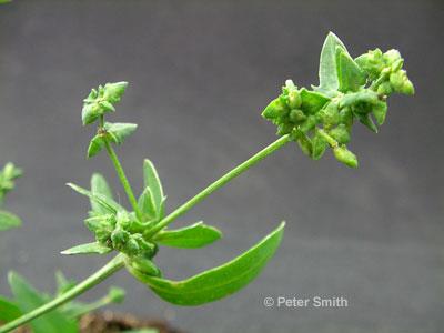 Spreading Atriplex