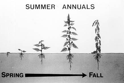 summer annual weeds