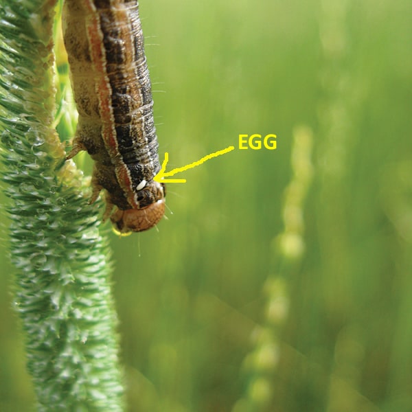 True-Armyworm-parasitized-by-tachinid-fly-J-Smith-UGRC-pointing-to-egg_01