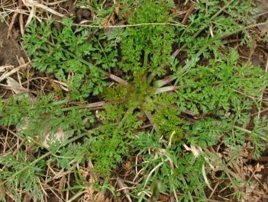 Wild Carrot