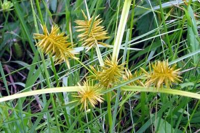 Yellow Nutsedge