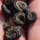 True Armyworm larvae photo