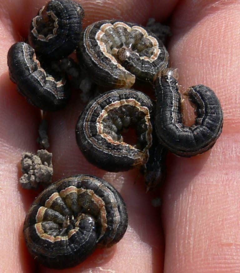 True Armyworm larvae photo