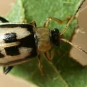 Bean Leaf Beetle