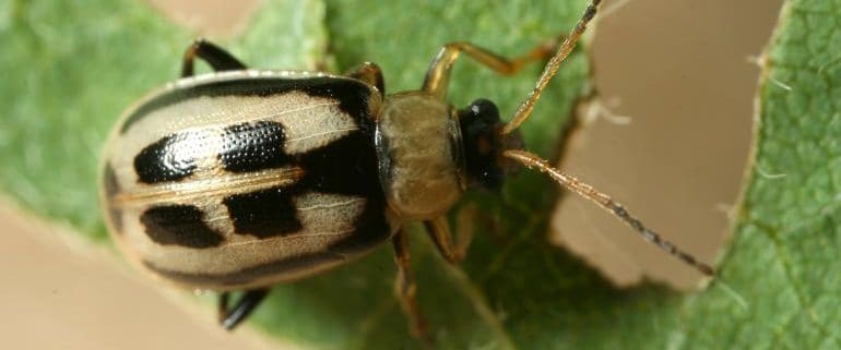 Bean Leaf Beetle