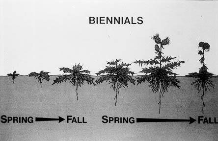 biennial weeds