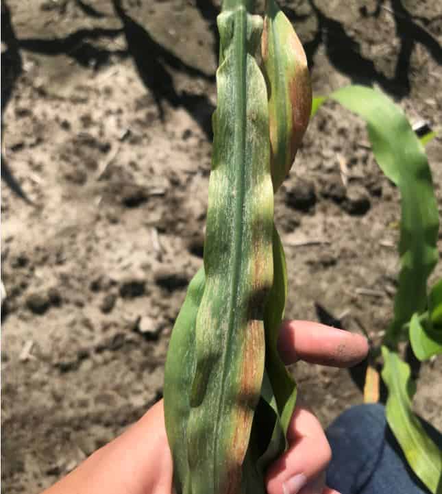 Thrip damage in corn photo