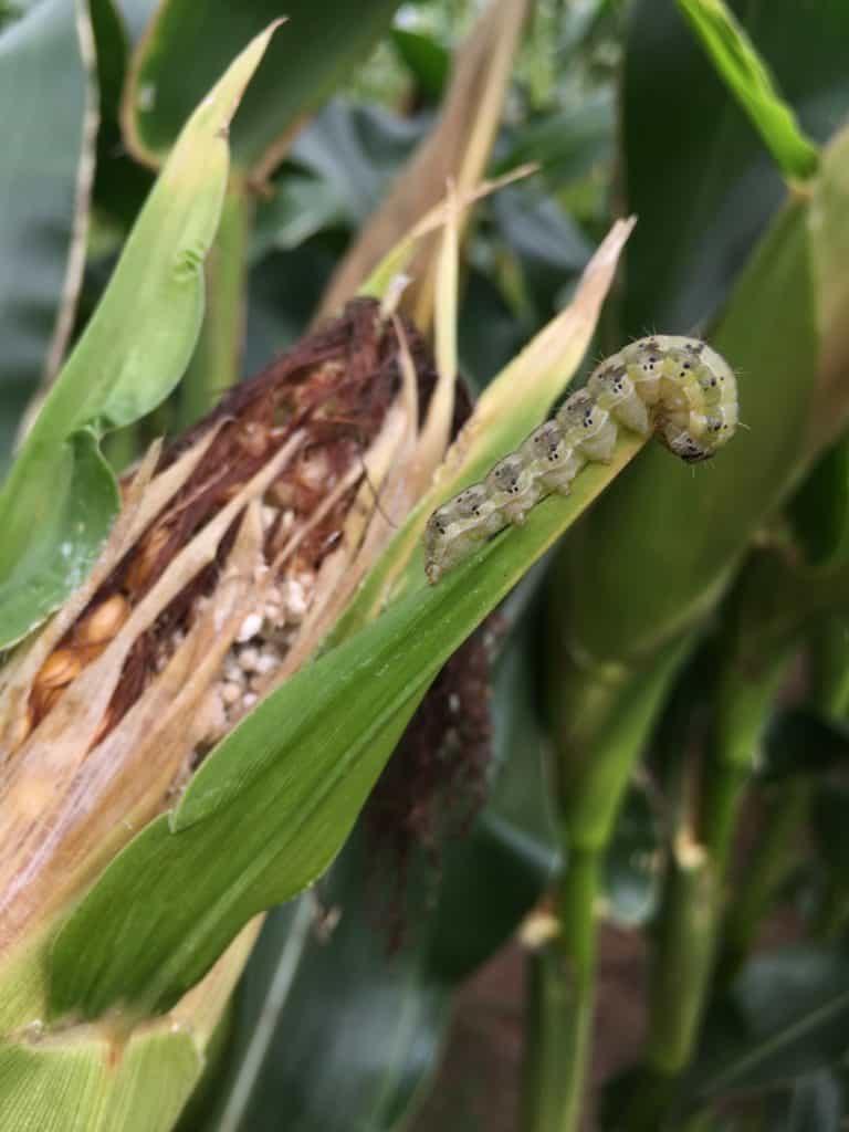 Corn Earworm photo