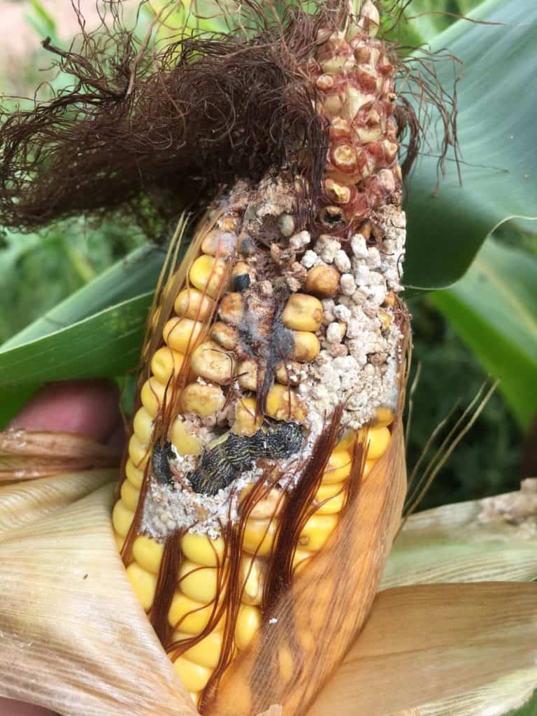 Corn Earworm photo in cob