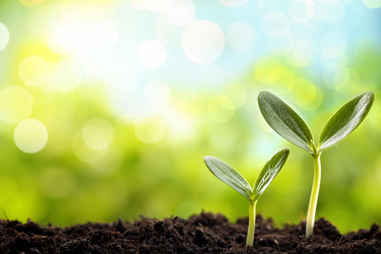 seedlings