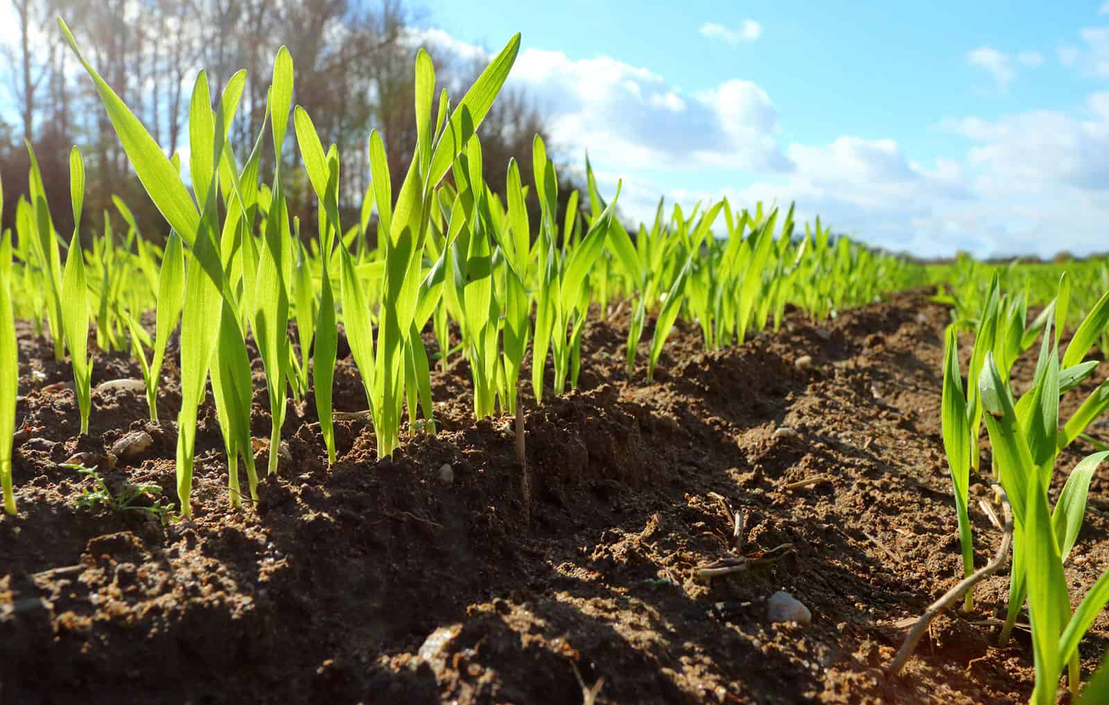 Wheat seedlings