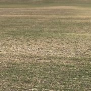 winter wheat bare ground