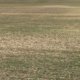 winter wheat bare ground