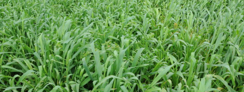 cover crop